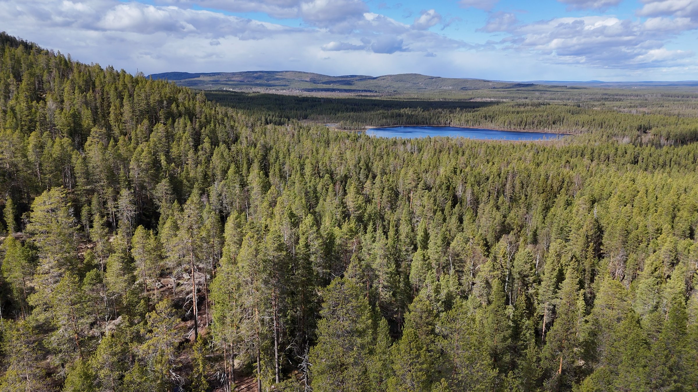 Stortj&auml;rnhobben sommarfl&auml;ck fr&aring;n dr&ouml;nare